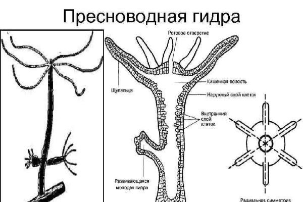 Kraken ссылка официальная